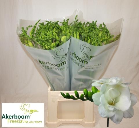 Freesia dubbelbloemig Romantic White