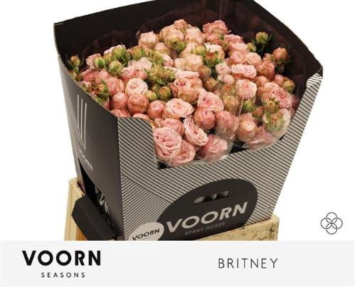 Rosa tros Britney