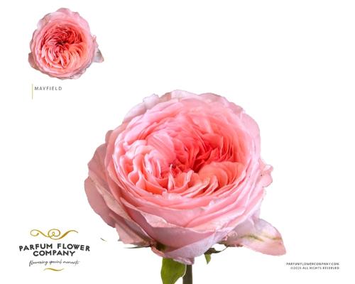 Rosa grootbloemig Mayfield!