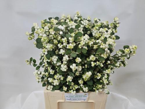Symphoricarpos Magical Avalanche