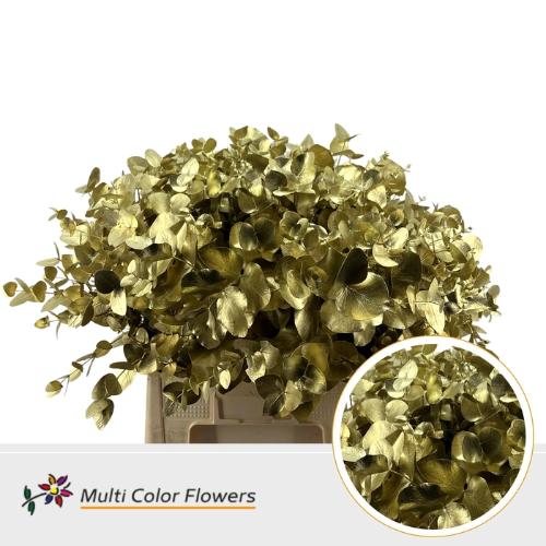 Eucalyptus cinerea kleurbehandeld per bos H%