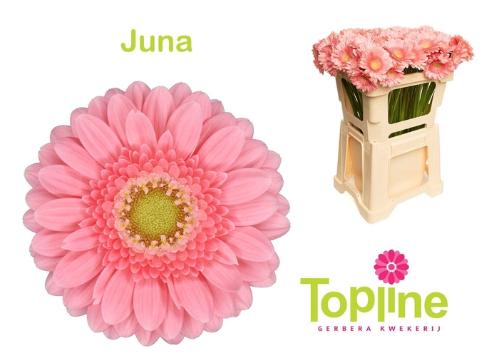 Gerbera mini Juna