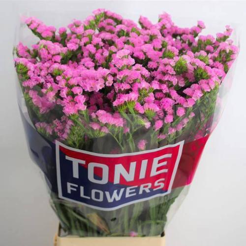 Limonium sinuatum Fantasia Wings