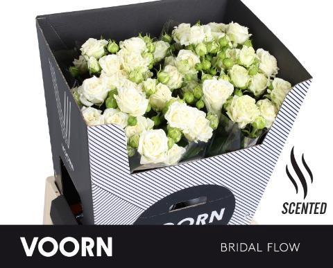 Rosa tros Bridal Flow