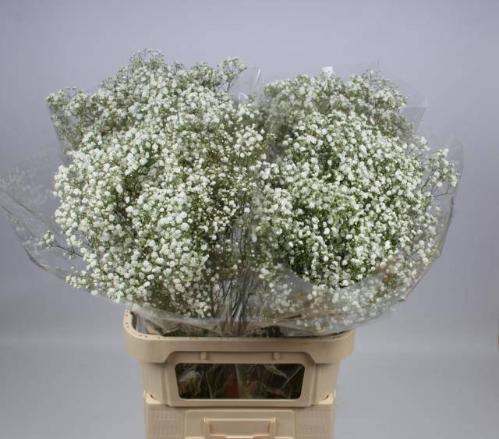 Gypsophila paniculata Xlence