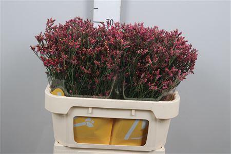 Limonium sinensis Scarlet Diamond
