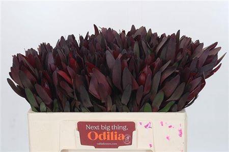 Leucadendron 'Safari Sunset'