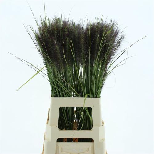 Pennisetum alopecuroides 'Redhead'