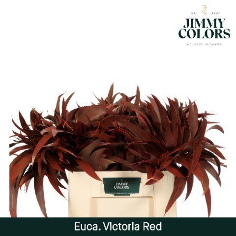 Eucalyptus globulus kleurbehandeld H%