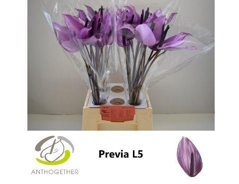 Anthurium Andreanum Grp Previa