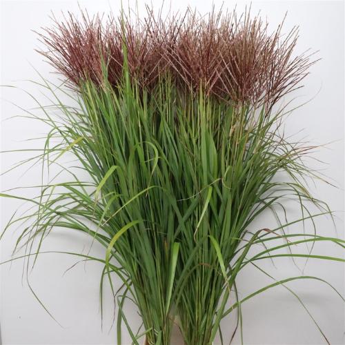 Miscanthus sinensis overig