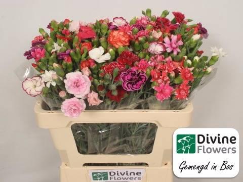 Dianthus tros gemengd in bos