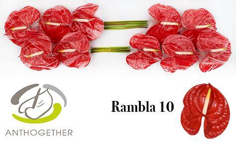 Anthurium (Andreanum Grp) Rambla