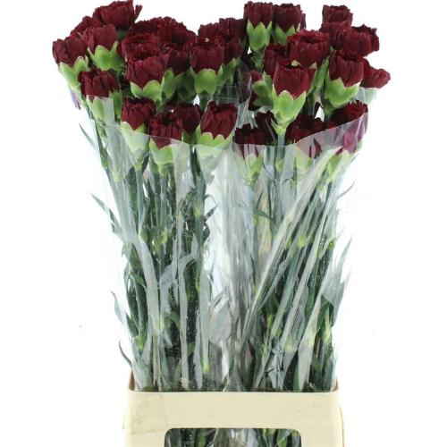 Dianthus standaard 'Zurigo'