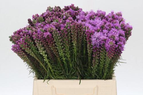 Liatris spicata