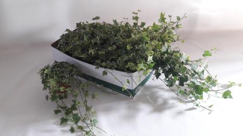 Hedera helix gemengd