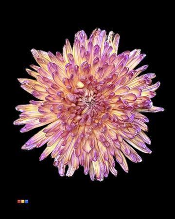 Chrysanthemum (Indicum Grp) geplozen Topspin kleurbehandeld H%