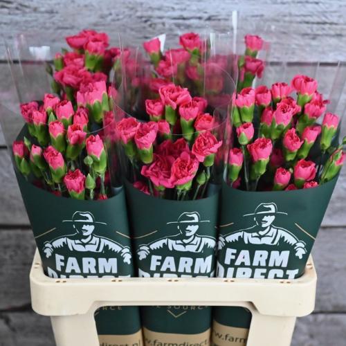 Dianthus tros Pigeon