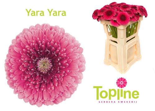 Gerbera mini bolvormig Bolero Yarayara