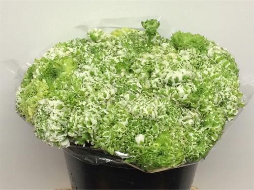 Ranunculus asiaticus Pon-Pon Igloo