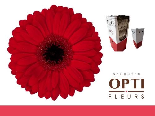 Gerbera grootbloemig Beauty