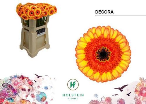 Gerbera mini Decora