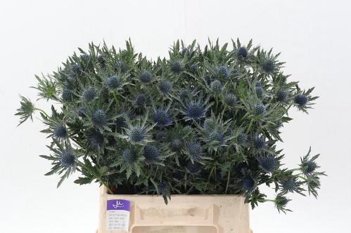 Eryngium Aquarius Questar