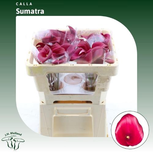 Zantedeschia 'Sumatra'