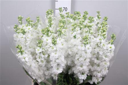 Matthiola incana Aida White
