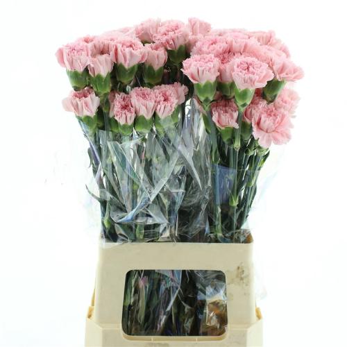 Dianthus 'Doncel'