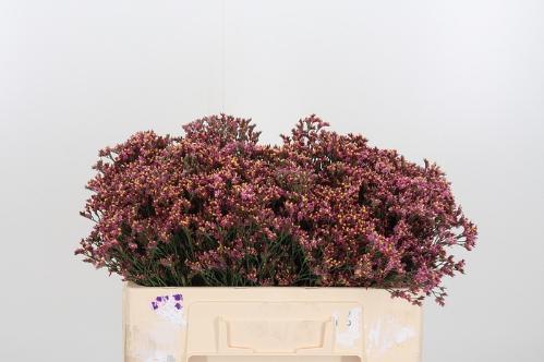 Limonium sinensis Sensy Pink Beauty