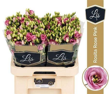 Eustoma russellianum gevuldbloemig 'Rosita Rose Pink'