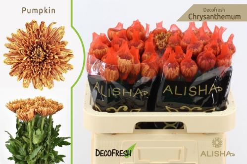 Chrysanthemum (Indicum Grp) geplozen Pumpkin