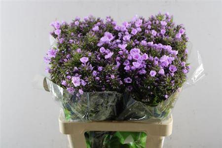 Phlox (Paniculata Grp)  B-Eyes Violet Eyes