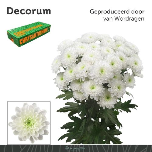Chrysanthemum( Indicum Grp) tros Altaj