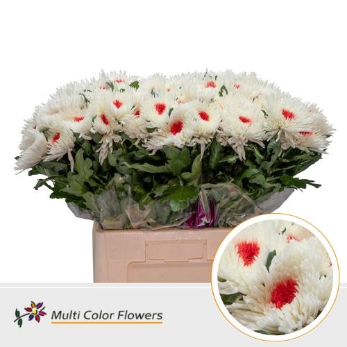Chrysanthemum geplozen kas kleurbehandeld H%