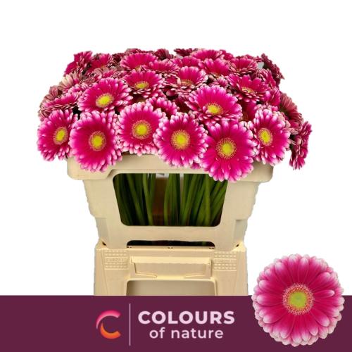 Gerbera mini 'Lauda'