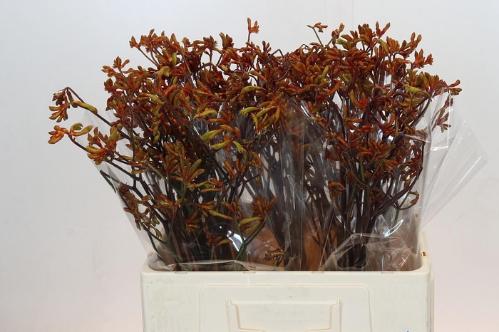 Anigozanthos flavidus 'Bush Sunset'