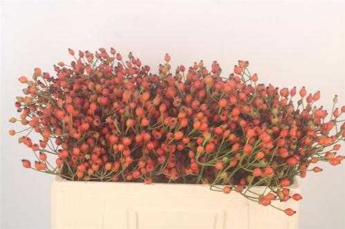 Rosa Magical Miracle (rozenbottel)