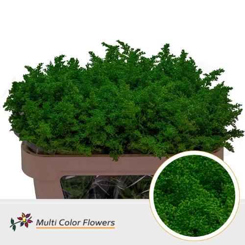 Solidago kleurbehandeld H%