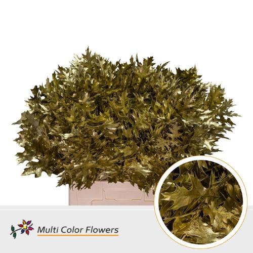 Quercus palustris kleurbehandeld H%