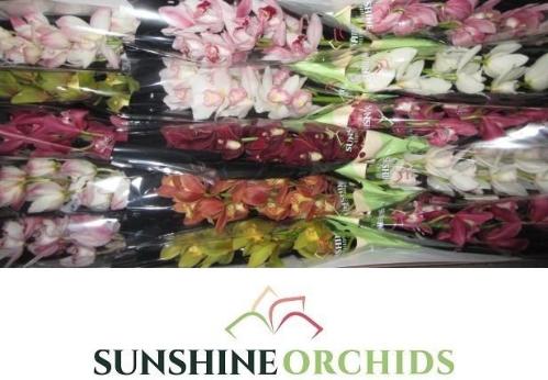 Cymbidium mini per tak gemengd