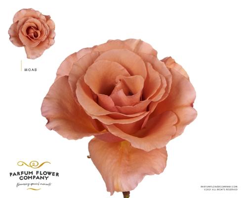 Rosa grootbloemig overig