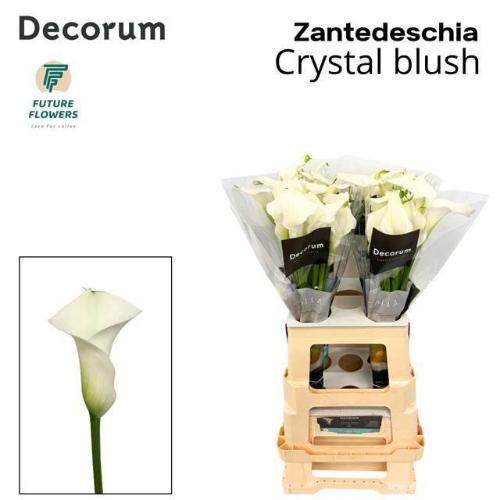 Zantedeschia 'Crystal Blush'