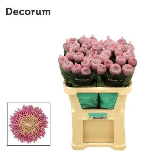 Chrysanthemum (Indicum Grp) geplozen Couture