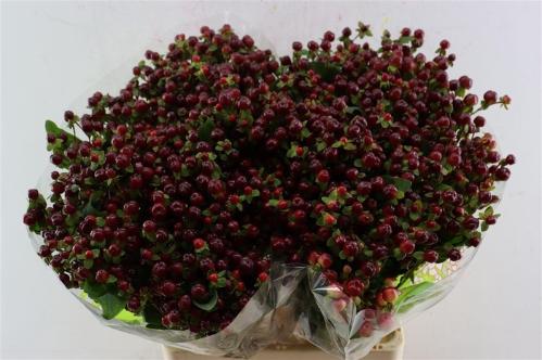 Hypericum androsaemum 'Pacific Burgundy'