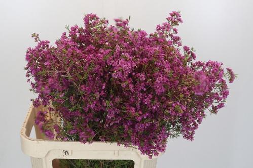 Chamelaucium uncinatum overig