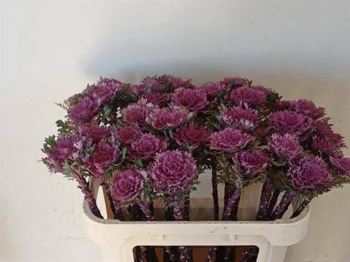 Brassica oleracea 'Crane Freddy'