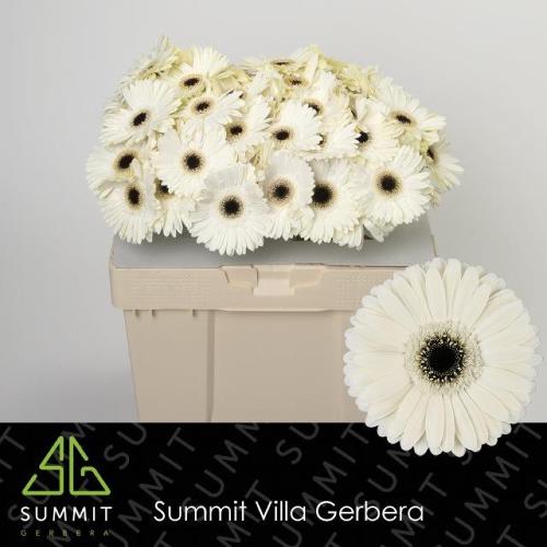 Gerbera grootbloemig 'Iceberg'
