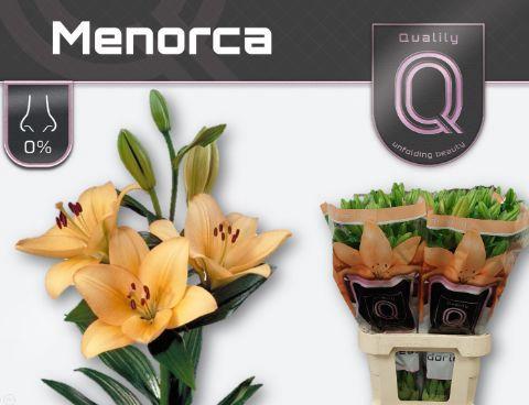 Lilium Longiflorum x Aziatische Grp 'Menorca'